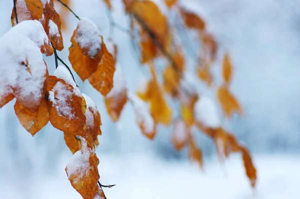 Gele Bladeren Sneeuw Late Herfst Vroege Winter Wazig Natuur Achtergrond — Stockfoto