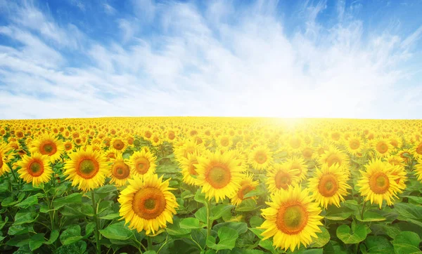 向日葵和太阳 — 图库照片