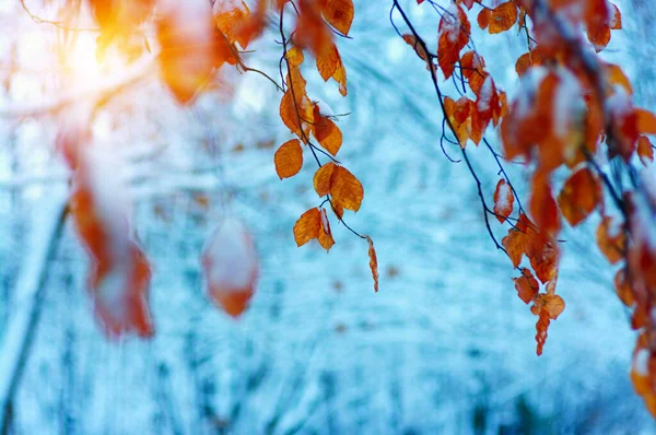 Folhas Amarelas Neve Sol Final Outono Início Inverno Fundo Natureza — Fotografia de Stock