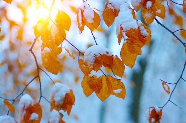 黄叶在阳光下的雪地里 晚秋早冬 模糊的自然背景 浅浅的背景 第一场雪 — 图库照片