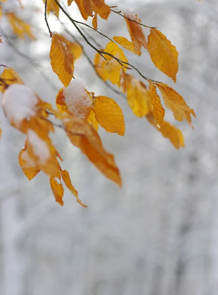 Folhas Amarelas Neve Final Outono Início Inverno Desfocado Natureza Fundo — Fotografia de Stock