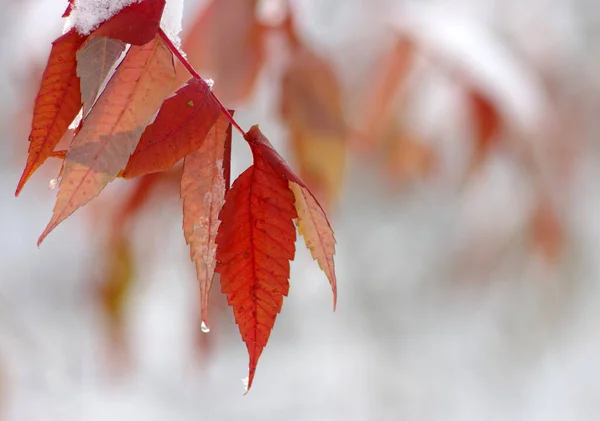 Gelbe Blätter Schnee Spätherbst Und Früher Winter Unscharfer Naturhintergrund Mit — Stockfoto