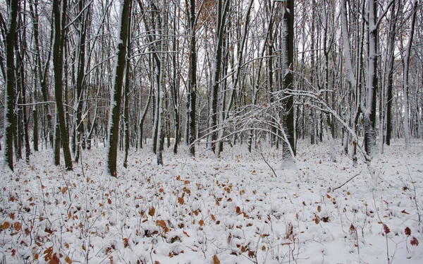 Kışın Karla Kaplı Ağaçlar — Stok fotoğraf