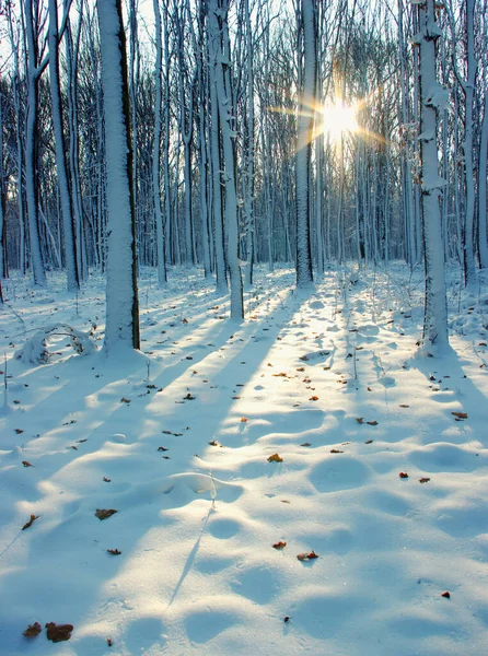 Bosque Invierno Sol Árbol Nieve —  Fotos de Stock