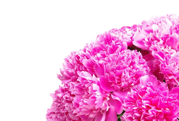 Pink Peony Isolated White Background — Stock Photo, Image