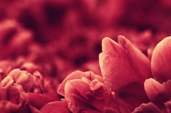 Макрос Весняних Квітів Абстрактний Квітковий Фон — стокове фото