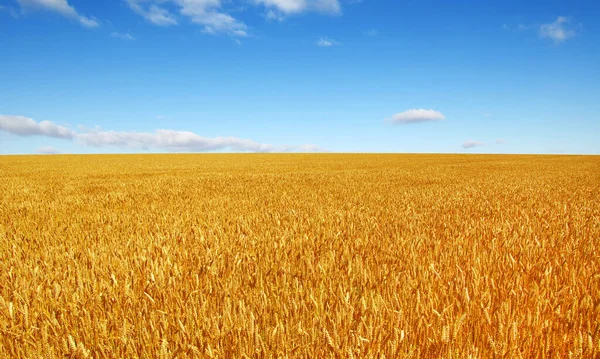 Campo Grano Sole Nel — Foto Stock