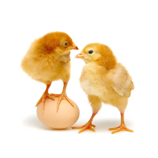 Braune Eier Und Küken Isoliert Auf Weißem Hintergrund — Stockfoto