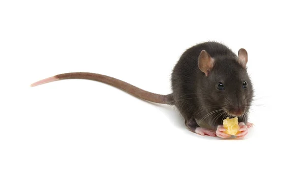 Ratte Und Käse Isoliert Auf Weißem Hintergrund — Stockfoto