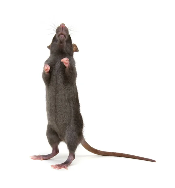 Zwarte Rat Geïsoleerd Witte Achtergrond — Stockfoto