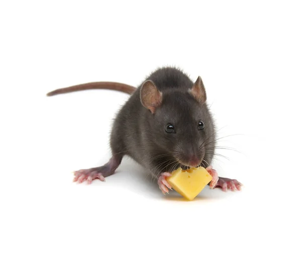 Rat Fromage Isolés Sur Fond Blanc — Photo