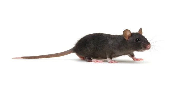 Rat Geïsoleerd Witte Achtergrond — Stockfoto