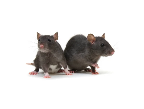 Twee Ratten Witte Achtergrond — Stockfoto