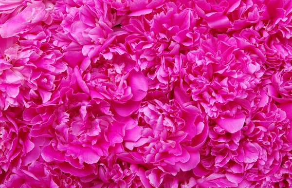 Beautiful Pink Peony Flower Background Stock Photo