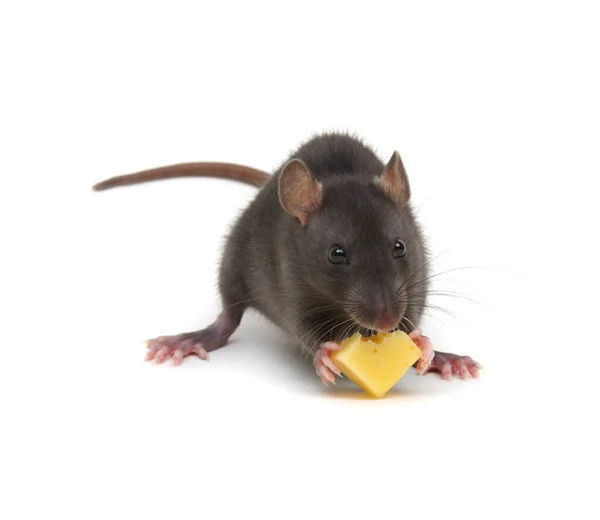 Rat Cheese Isolated White Background Stock Image