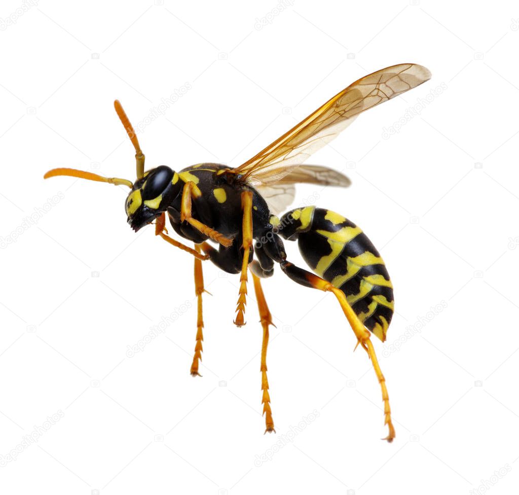 wasp isolated on white background