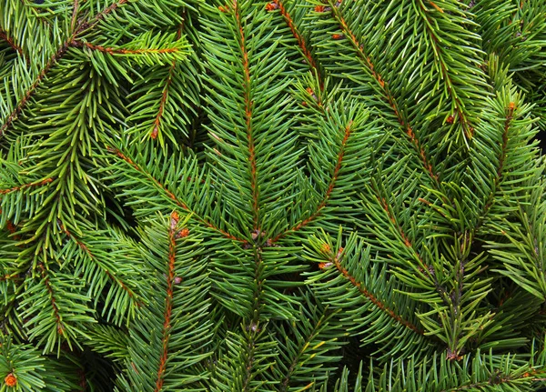 松树枝干的背景 针叶树绿色质感 — 图库照片