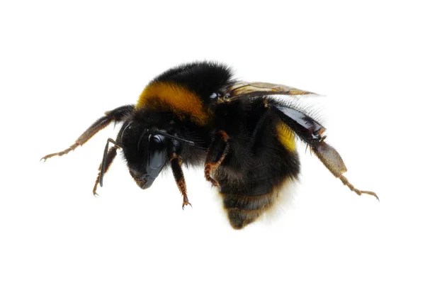 Bumblebee Isolated White Background — Stock Photo, Image