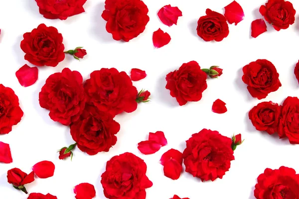 Κόκκινα Τριαντάφυλλα Λευκό Φόντο — Φωτογραφία Αρχείου