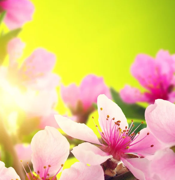 Blossoms Wazig Natuur Achtergrond Voorjaarsbloeien Voorjaarsachtergrond Met Groene Bokeh — Stockfoto