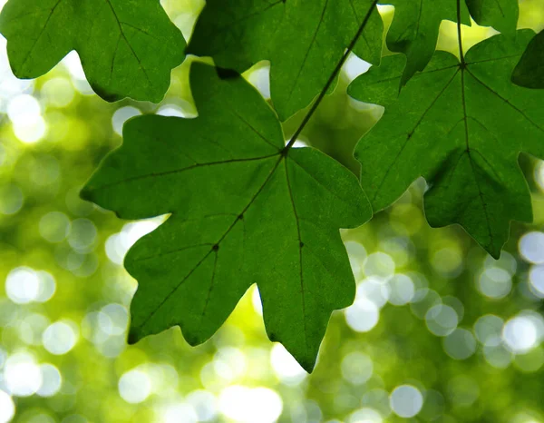 Groene Bladeren Groene Bokeh Achtergronden — Stockfoto
