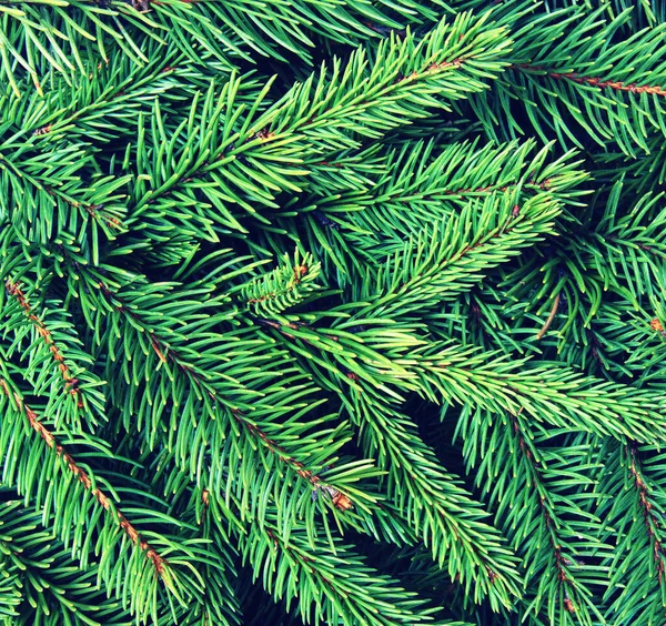 松の枝の背景 針葉樹の緑の質感 — ストック写真