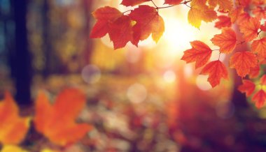 Güneşte sonbahar yaprakları. Sonbahar bulanık arkaplanı.