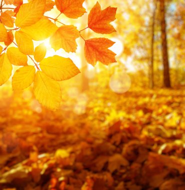  Güneşte sonbahar yaprakları ve bulanık ağaçlar. Sonbahar arkaplanı.