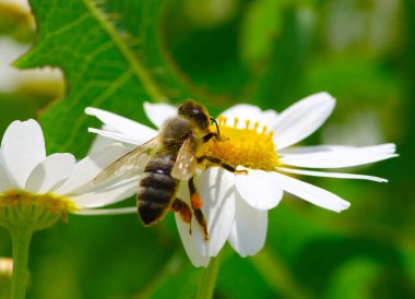 Yeşil arka planı olan yabani çiçek polenlerinin üzerinde arı.