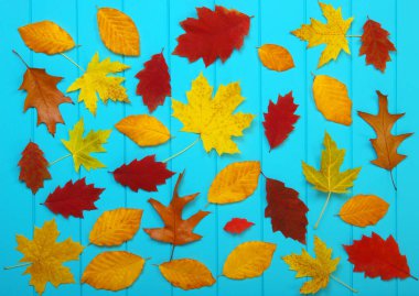  Ahşap mavi arka planda sonbahar yaprakları