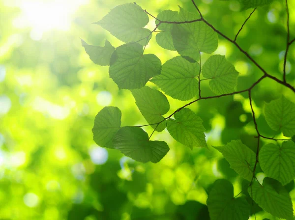 Gröna Blad Solen Våren Suddig Bakgrund — Stockfoto