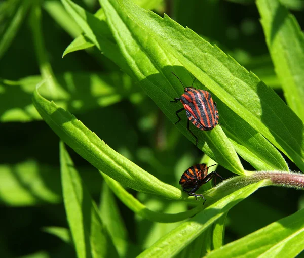 Insecto Rojo Hoja Verde — Foto de Stock