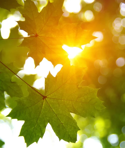 Gröna Blad Och Sol Våren — Stockfoto