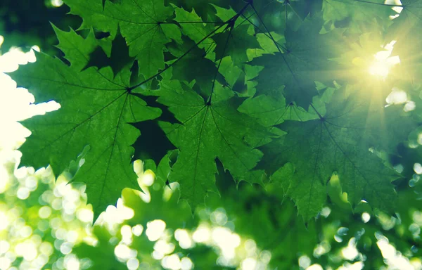 Hojas Verdes Sol Primavera — Foto de Stock