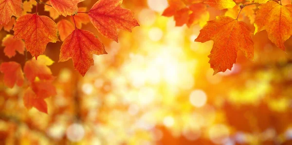 Der Herbst Blättert Der Sonne Verwischter Hintergrund — Stockfoto