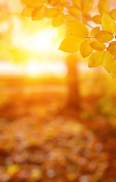 Foglie Autunno Sul Sole Caduta Sfondo Sfocato — Foto Stock