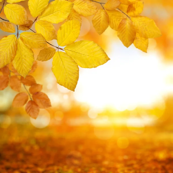 Herbstblätter Der Sonne Und Verschwommener Wald — Stockfoto