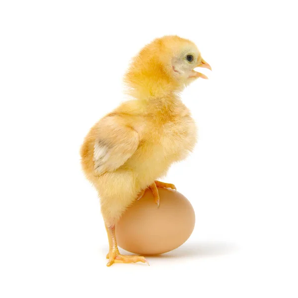 在白色背景上被隔离的小鸡和蛋 — 图库照片