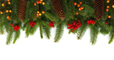 Beyaz arkaplanda köknar ağacı dalı izole