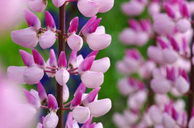  yeşil arkaplanda çiçek