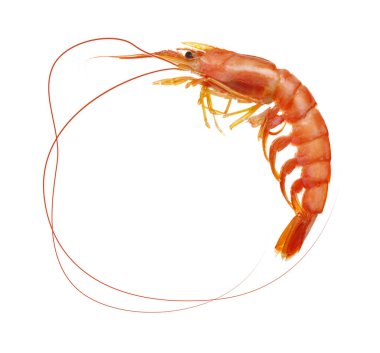 Beyazın üzerinde taze pişmiş karides. Deniz ürünleri..