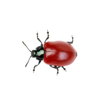 Beyaz arka planda kırmızı böcek 