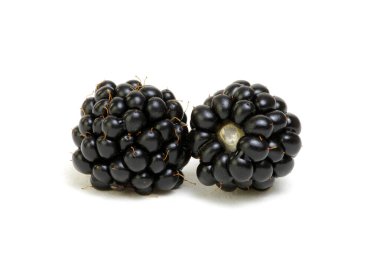 Taze böğürtlenleri yakından çek. Beyaz arkaplanda izole.