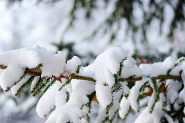 Kışın karla kaplı ladin dalları