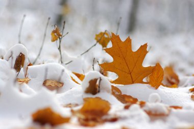 Karda sarı yapraklar. Sonbaharın sonu ve kışın başı. Bulanık doğa arkaplanı ve sığ nokta.