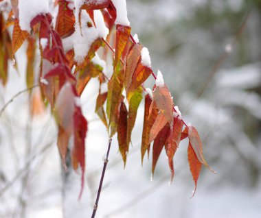 Karda sarı yapraklar. Sonbaharın sonu ve kışın başı. Bulanık doğa arkaplanı ve sığ nokta.
