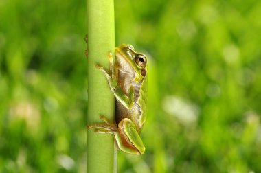 Yeşil ağaç kurbağası, Hyla arborea, bulanık doğa arka planına sahip çimenlerde oturuyor..