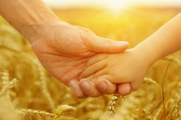 Hands Father Daughter Sun Holding Each Other Wheat Field — Stock Photo, Image