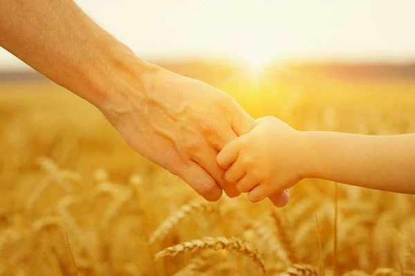 Handen Van Vader Dochter Zon Elkaar Vasthouden Tarweveld — Stockfoto