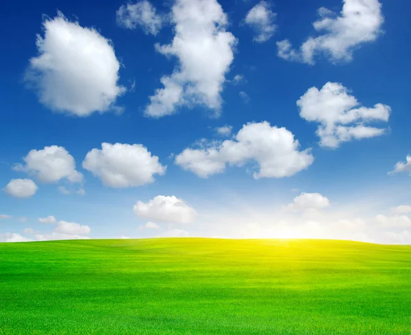 Zielone Pole Błękitne Niebo Słońce — Zdjęcie stockowe